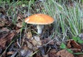 Orange not eatable mushroom, Lithuania