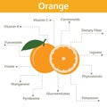 Orange nutrient of facts and health benefits, info graphic fruit