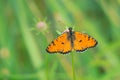 Orange nymphalidae butterfly