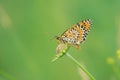 Orange nymphalidae butterfly