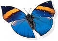 Orange Oak-leaf Butterfly Royalty Free Stock Photo