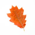 Orange Oak Leaf Isolated on White Royalty Free Stock Photo