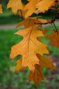 Orange oak leaf Royalty Free Stock Photo