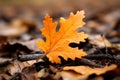 an orange oak leaf sits on the ground