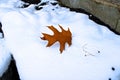 Orange oak leaf alone snow Royalty Free Stock Photo