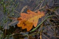 Orange oak leaf in water in autumn, Slovakia