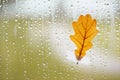 Orange oak leaf on window glass with rain drops in the autumn rainy day, season is fall Royalty Free Stock Photo