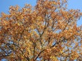 Orange oak tree , Lithuania Royalty Free Stock Photo