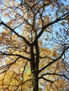 Orange oak tree , Lithuania Royalty Free Stock Photo
