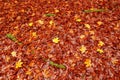 Orange oak and yellow maple leaves on the ground with green moss roots. Autumn image from Czech forest. Autumn foliage down from t