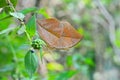 Orange oakleaf butterfly resting on lantana twig in the forest Royalty Free Stock Photo