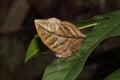 Orange oakleaf or dead leaf butterfly, Kallima inachus, perched on a leaf.