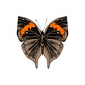 Orange oakleaf or dead leaf - Kallima inachus - butterfly