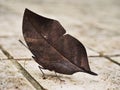 Orange oakleaf butterfly