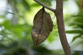 Orange oakleaf mimetic butterfly