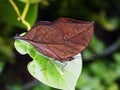 Orange oakleaf butterfly