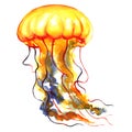 Orange Ocean Water Jellyfish, medusa, isolated, sea life, watercolor illustration Royalty Free Stock Photo