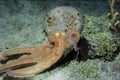 Orange Octopus swimming in the ocean floor