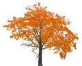 Orange old autumn maple tree isoalted on white Royalty Free Stock Photo