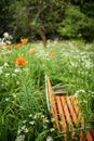 Orange old bench in a wild garden with lilies, wild carrot flowers