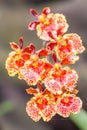 Orange Oncidium orchid.