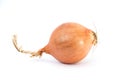 Orange onion Royalty Free Stock Photo