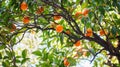 Orange oranges ripen and grow on branches on tree among green leaves Royalty Free Stock Photo