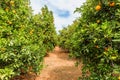 Orange Orchard in Alzira Spain Royalty Free Stock Photo