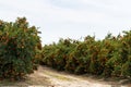 Orange Orchard Central Valley California Citrus Spring 2024