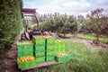 Orange orchard in Kerikeri, Northland, New Zealand NZ - harvest Royalty Free Stock Photo