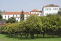 Orange orchard in Porto Royalty Free Stock Photo