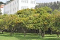 Orange orchard in Porto Royalty Free Stock Photo
