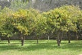 Orange orchard in Porto Royalty Free Stock Photo