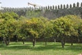 Orange orchard in Porto Royalty Free Stock Photo