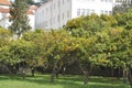 Orange orchard in Porto Royalty Free Stock Photo