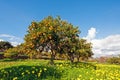 Orange orchard in spring in Portugal Royalty Free Stock Photo