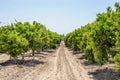 Orange orchard Royalty Free Stock Photo