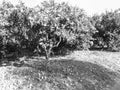 Orange Orchard Tree Royalty Free Stock Photo
