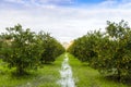 Orange Orchard, Turkey Royalty Free Stock Photo