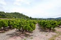 Orange orchard, Valencia Spain Royalty Free Stock Photo