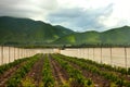 Orange orchards at Elqui Valley Royalty Free Stock Photo