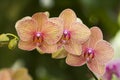 Orange Orchid