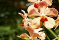 Orange orchid blooming in garden