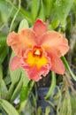 Orange orchid cattleya