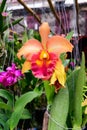 Orange orchid cattleya close up