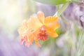 Orange orchid cattleya