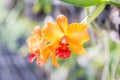 Orange orchid cattleya
