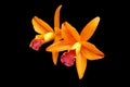 Orange orchid cattleya