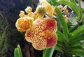 Orange Orchid Chang Gra