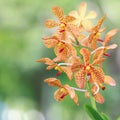 Orange Orchid Flower